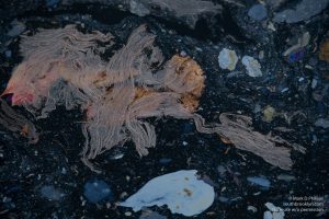 An oil slick looks like a silky dog on the Gowanus Canal on October 25, 2020, during the COVID-19 pandemic. With the EPA cleanup underway the patches of oil are becoming less and less visible. ©Mark D Phillips