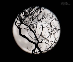 The Super Moon on April 7, 2020, the closest apogee of Moon in 2020, silhouettes a gnarly tree on the hillside near my home. ©Mark D Phillips