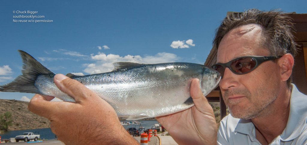 Mark D Phillips with kokonee salmon at Blue Mesa Lake, Colorado. ©Chuck Bigger