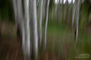 Aspen trees near Gunnison, Colorado, in abstract. ©Mark D Phillips