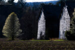 Tobacco barns in Simsbury, CT, lit by low spring sun with flowering tree. ©Mark D Phillips