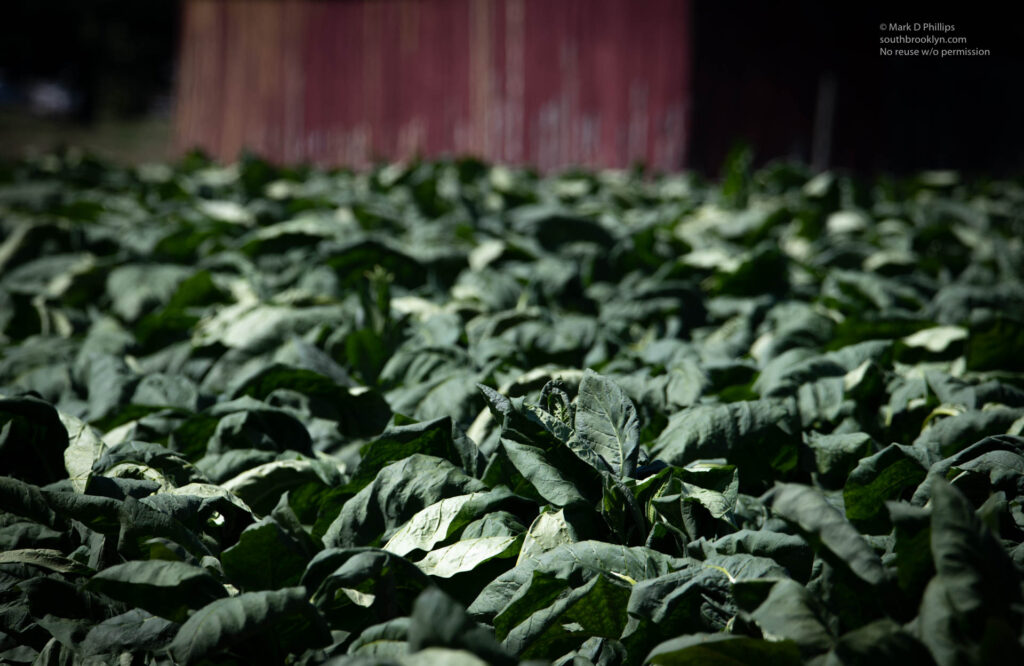 A Tobacco field is in full growth at a long-standing tobacco farm that sits in the temperate climate of Southwick, Massachusetts, on Route 10/202 near the CT line. “Tobacco farming has been in the Connecticut River Valley for a long time,” said John Arnold, one of three brothers who co-own the farm. “People think of it as southern best quality tobacco grown here in the north.” The Arnolds enjoyed several decades of successful tobacco farming but during that time the tobacco market had begun to slowly shrink. This downward trend accelerated further in 2005 when there was a $10 billion buyout of tobacco farmers and quota holders as part of the termination of the federal tobacco price support program. In Connecticut, the number of acres has shrunk dramatically, from more than 20,000 a century ago down to 2,000 today. “It’s a pretty nice thing to be next to a tobacco field, that, might have a crop on it for 70 or 80 days and then the rest of the year you get to look at a beautiful open space and enjoy it," Andrew Urbanowicz said, one of the directors of the Connecticut Valley Tobacco Museum. "Certainly a lot nicer view than a housing development.” ©Mark D Phillips